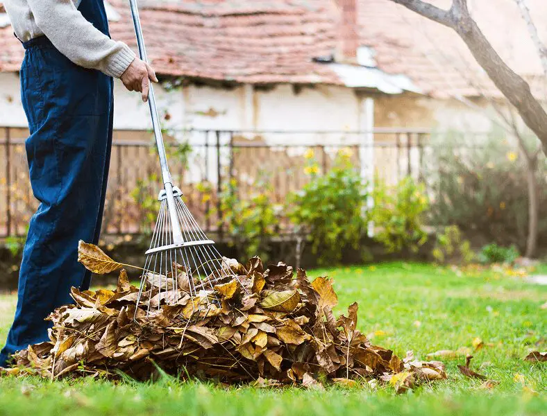 Person gathering fallen leaves with a rake
